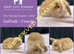 Baby Mini Lop Bunnies - 2 LEFT - Ready Monday