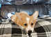 Beautiful puppies