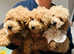 Maltipoo puppy's ready new home