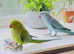 Stunning talking young Indian ringnick parrot