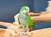 Baby Green Quaker,18