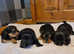 Yorkshire terrier biewer puppies for sale