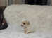 dad is Maltese Shih Tzu cross bread  mom mix bread
