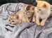 4 pedigree/ registered kittens for sale