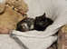 Silver Blue Tabby & Tortie Smoke Bengal X Kittens