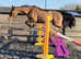 Gorgeous 15.2 mare
