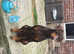 Adorable Doberman puppies
