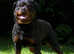 Kc rottweiler pups from extensively health tested parents