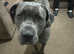 2 year old female Cane Corso
