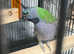 Stunning Baby Derbyan Parrot,29