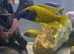 Assorted Lake Malawi Cichlids