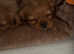 READY TO GO*****beautiful cavalier King Charles spaniels
