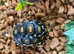 Leopard Tortoise Babies- Rare Colouring