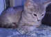 Stunning Ocicat x Siberian Forest Kittens.!