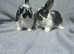 French lops
