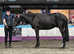 Super gelding for sale
