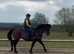 FORWARD MARE ( read advert )