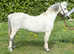 Brilliant little kids pony.