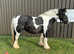 Amazing and beautiful cob mare
