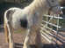 Lovely black and white cob mare 13-13.1hh