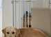 Golden retriever puppies