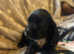 American Cocker spaniel