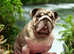 Bulldog pending collection