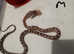corn snakes for sale only have 4 left price is each