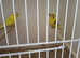 Pair of budgies for sale £30