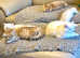 Reverie Rare Copper Silver British Shorthair