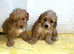 Toy poodles ready for there forever homes