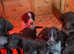 German Wired Hair Pointer Puppies