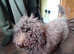 Miniature poodle girl for sale