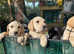 Labrador Puppies
