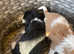 King Charles cavalier puppy's