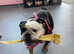 Old Tyme English bulldog pup