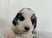 6 stunning coloured Cockapoos puppies