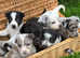Boy border collie available and fully vaccined