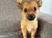 Pomchi puppy