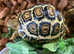 Leopard Tortoise Hatchlings- Rare Colouring