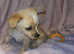 3 beautiful chihuahua puppies