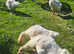 Goslings Ebden Geese