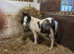 Colts needing new homes asap