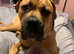 £75 COLLECTION TONIGHT 6 month old female English bull mastiff