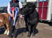 Black standard shetland pony