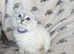 Beautiful Pedigree GCCF Ragdoll Kittens.