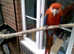 YOUNG SCARLET MACAW  dna male, cites