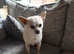 Male Chihuahua needs a forever home