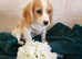Beautiful miniature f1B cavapoo baby s. 2 boys available now! Will accept offers !! Please contact me!