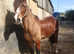 14.1hh Welsh C gelding